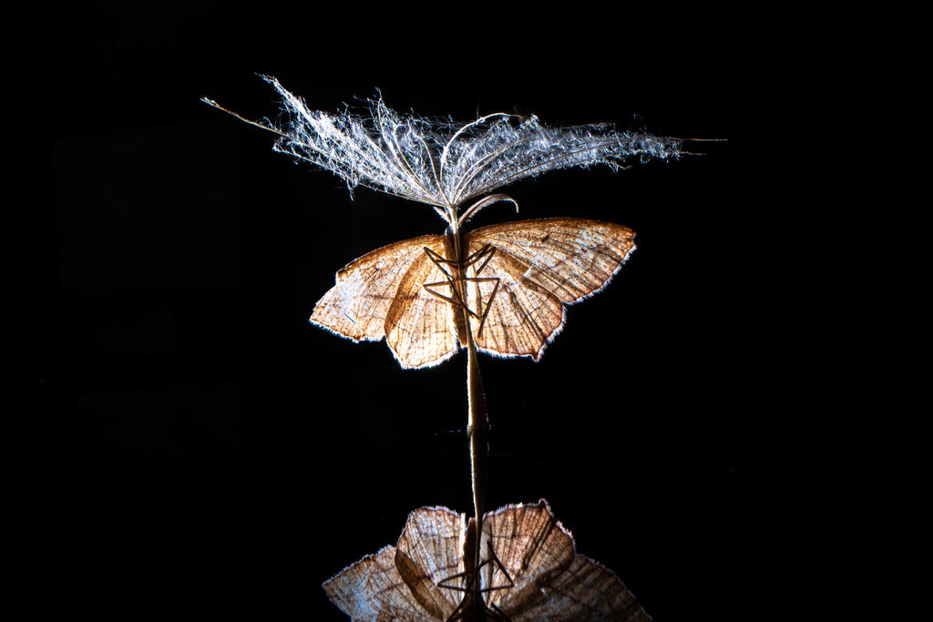 AstrHori アストロリ PS-28mm F13 M Pro (90) ペリスコープレンズ ライカL（パナソニック・シグマ）広角 マクロレンズ AstrHori アストロリ 28mm F13 Macro 2:1 キヤノンEFマウント PS