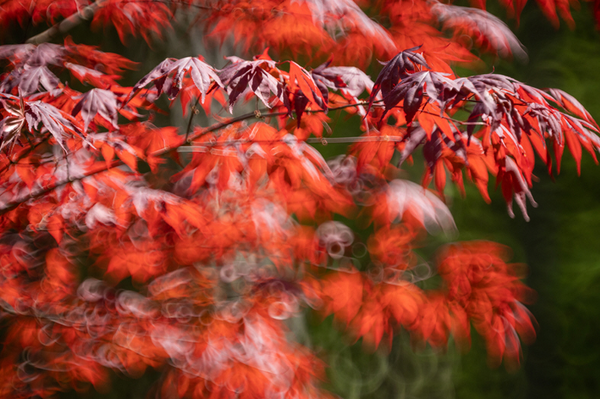 250mm-4_600x600_crop_center.