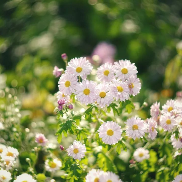 75-4_600x600_crop_center.png?v