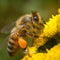 TTArtisan 40mm f/2.8 Macro Lens is Available to Purchase on Pergear