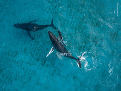 wildlife photography