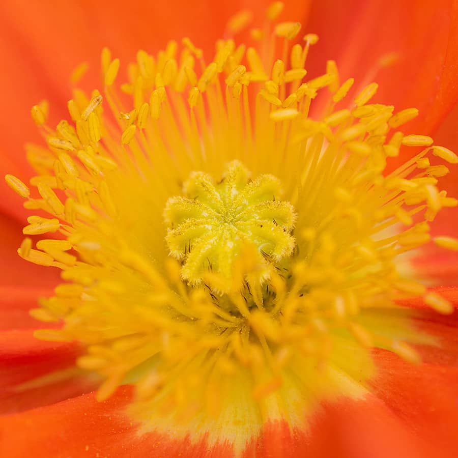 7Artisans 60mm F2.8 II Macro Lens for Sony/Fuji/Nikon and M4/3