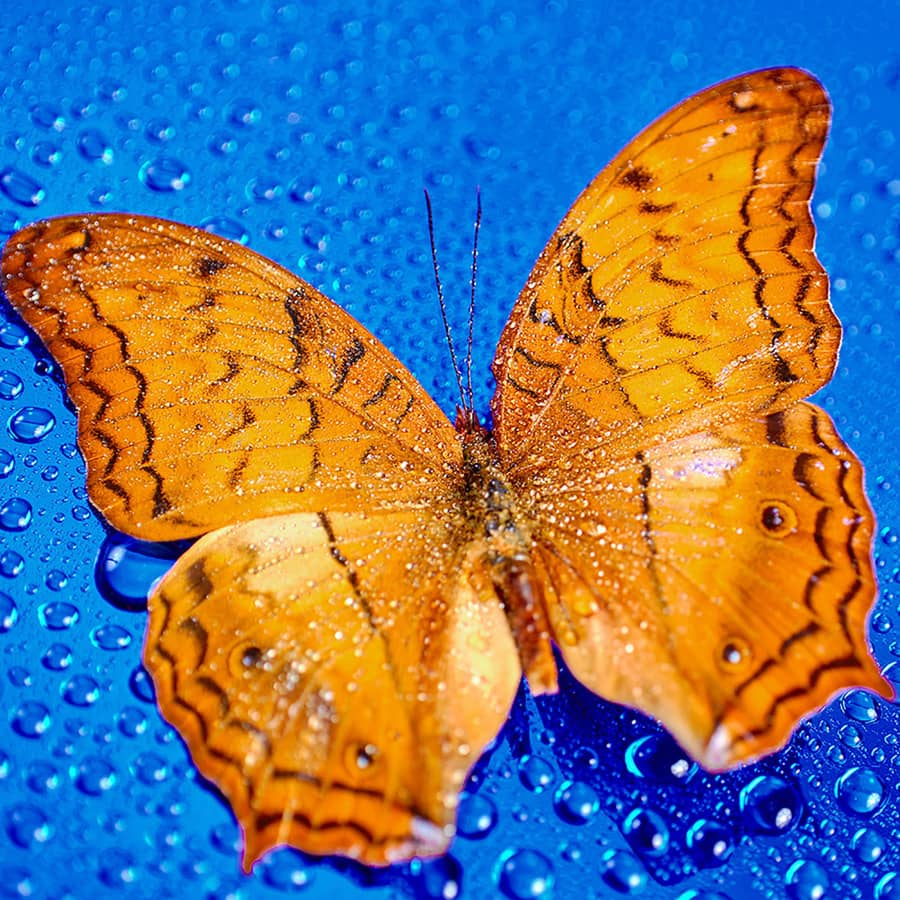 7Artisans 60mm F2.8 II Macro Lens for Sony/Fuji/Nikon and M4/3