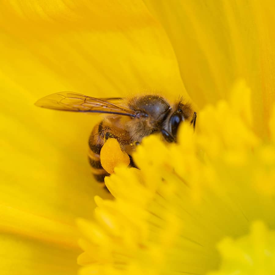 7Artisans 60mm F2.8 II Macro Lens for Sony/Fuji/Nikon and M4/3